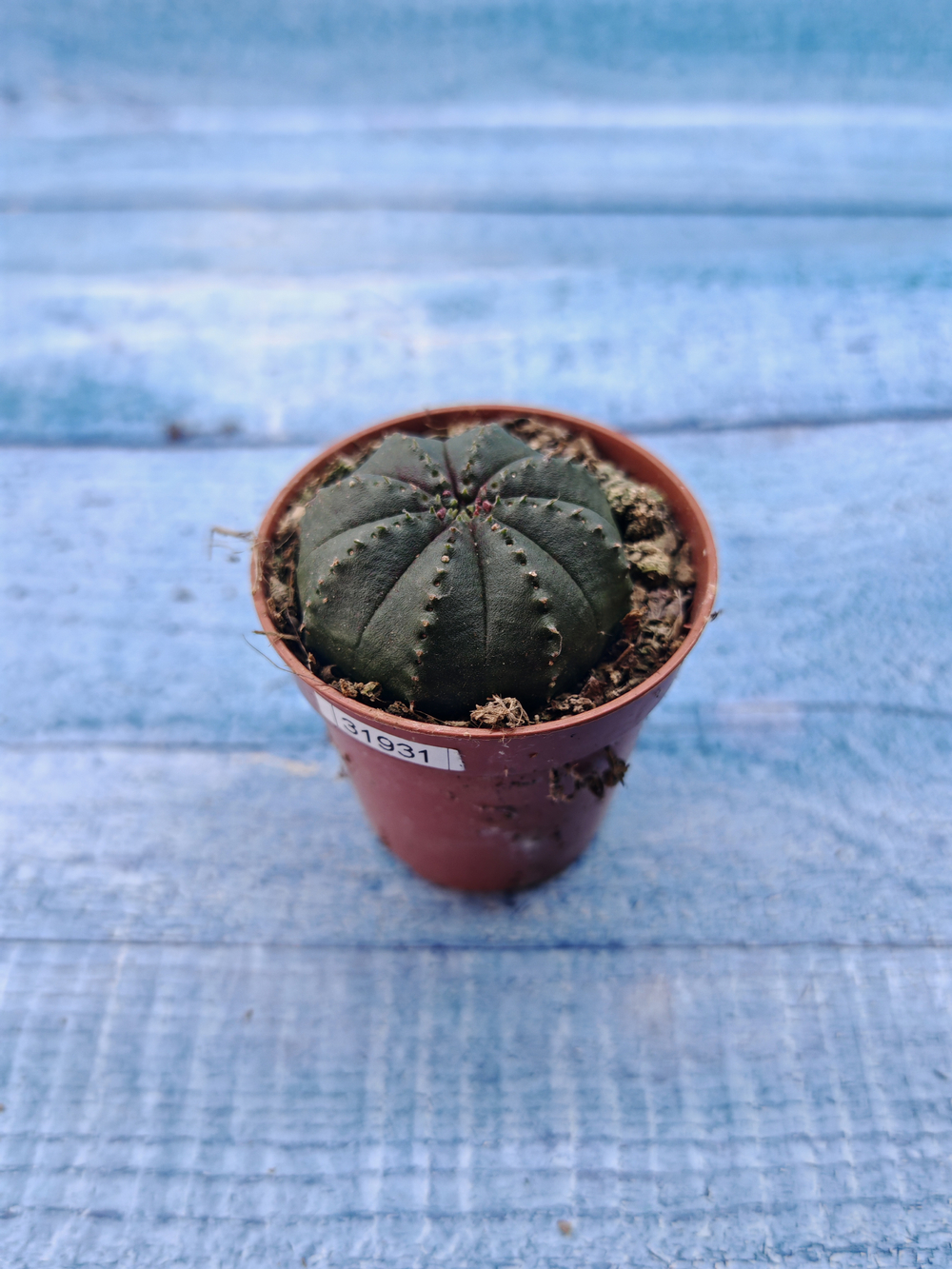 Euphoria Obesa (Эуфорбия)