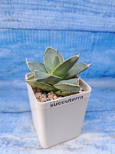 Agave Celsii (Агава)