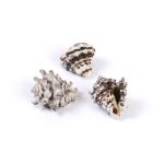 Ракушки декоративные, 3 шт, 6.3 см, Vasum Cornigerum, Zlatka DRF-026