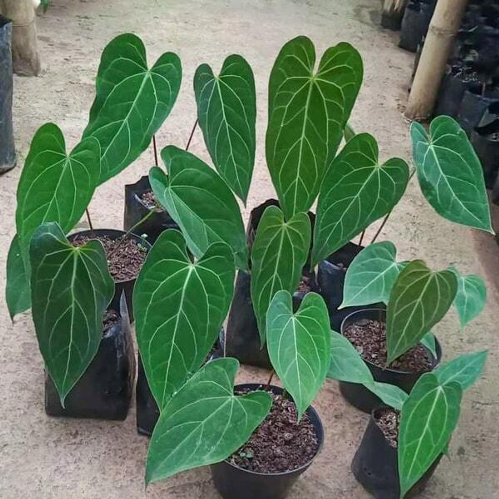 Антуриум GREEN MAMBA