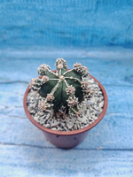 Astrophytum Myriostigma "Hakujo Fukuryu" (Астрофитум)