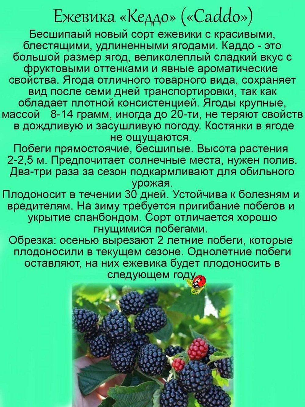 Ежевика Кеддо (Каддо) новый сорт сладкий