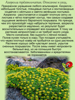 Азорелла трёхвильчатая бархатное покрывало