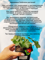 Пеларгония Никс ампельная плющелистная