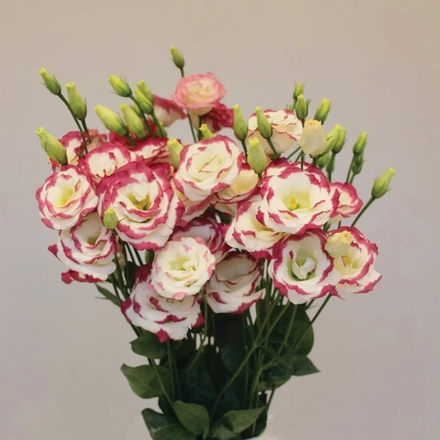 Эустома Lisianthus grandiflorum Excalibur 3 Hot Lips январь поставка 11