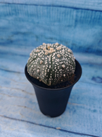 Astrophytum Asterias (Астрофитум)
