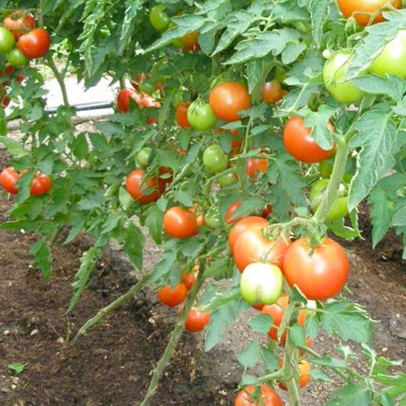 Пинк Парадайз F1 семена томата индетерминантного (Sakata / ALEXAGRO) культура – фото 4