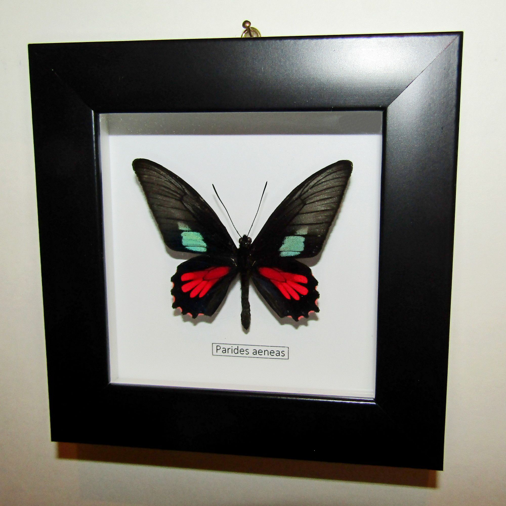 Бабочка Parides aeneas в рамке