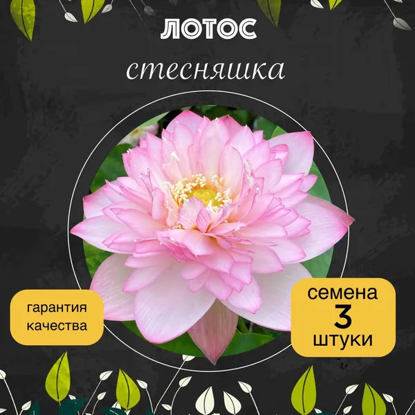 Лотос орехоносный "Стесняшка" семена 3 штуки