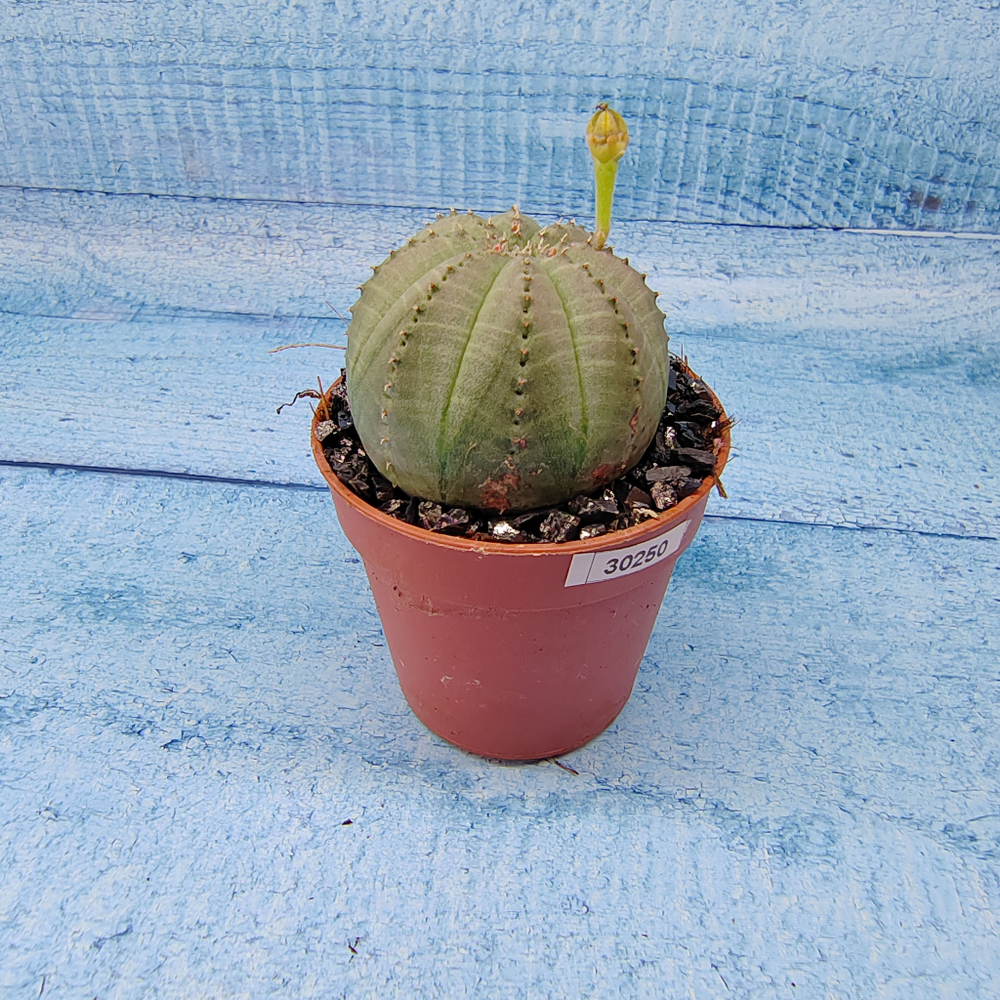 Euphoria Obesa (Эуфорбия)