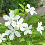 Райтия дизентирийная – Wrightia antidysenterica