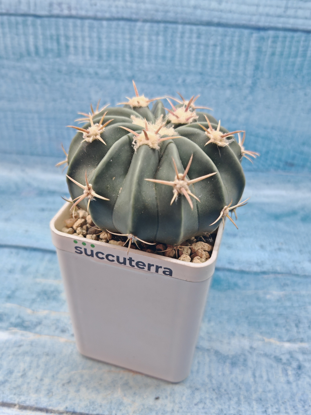 Stenocactus Coptonogonus (Стенокактус)