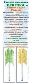 Оформительский набор "Русская красавица берёзка", 215см, 1 шт.