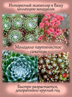 Молодило Паутинистое каменная роза многолетник