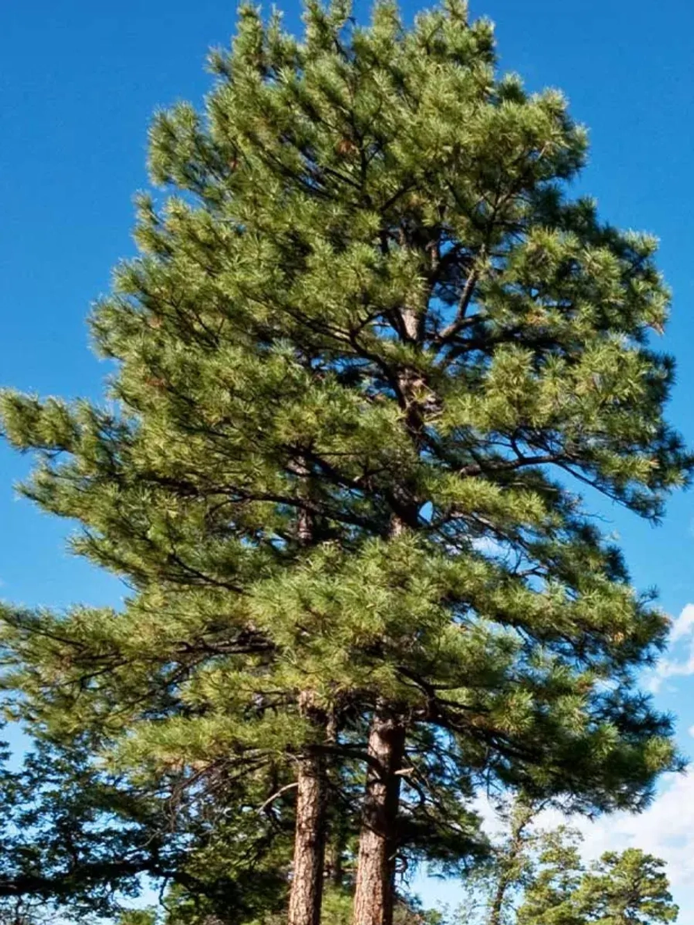 Семена Сосна желтая "Black Hills S.Dakota" 1гр
