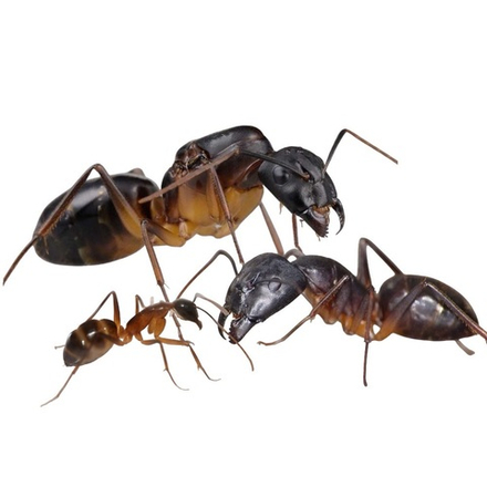Муравьи Camponotus fellah (Кампонотус феллах)