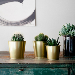 IKEA CACTACEAE  (ИКЕА САСТАСЕАЕ)  -  Растение в горшке - кактус 12 см