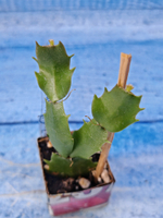 Schlumbergera cv. Thor Vita (Шлюмбергера)