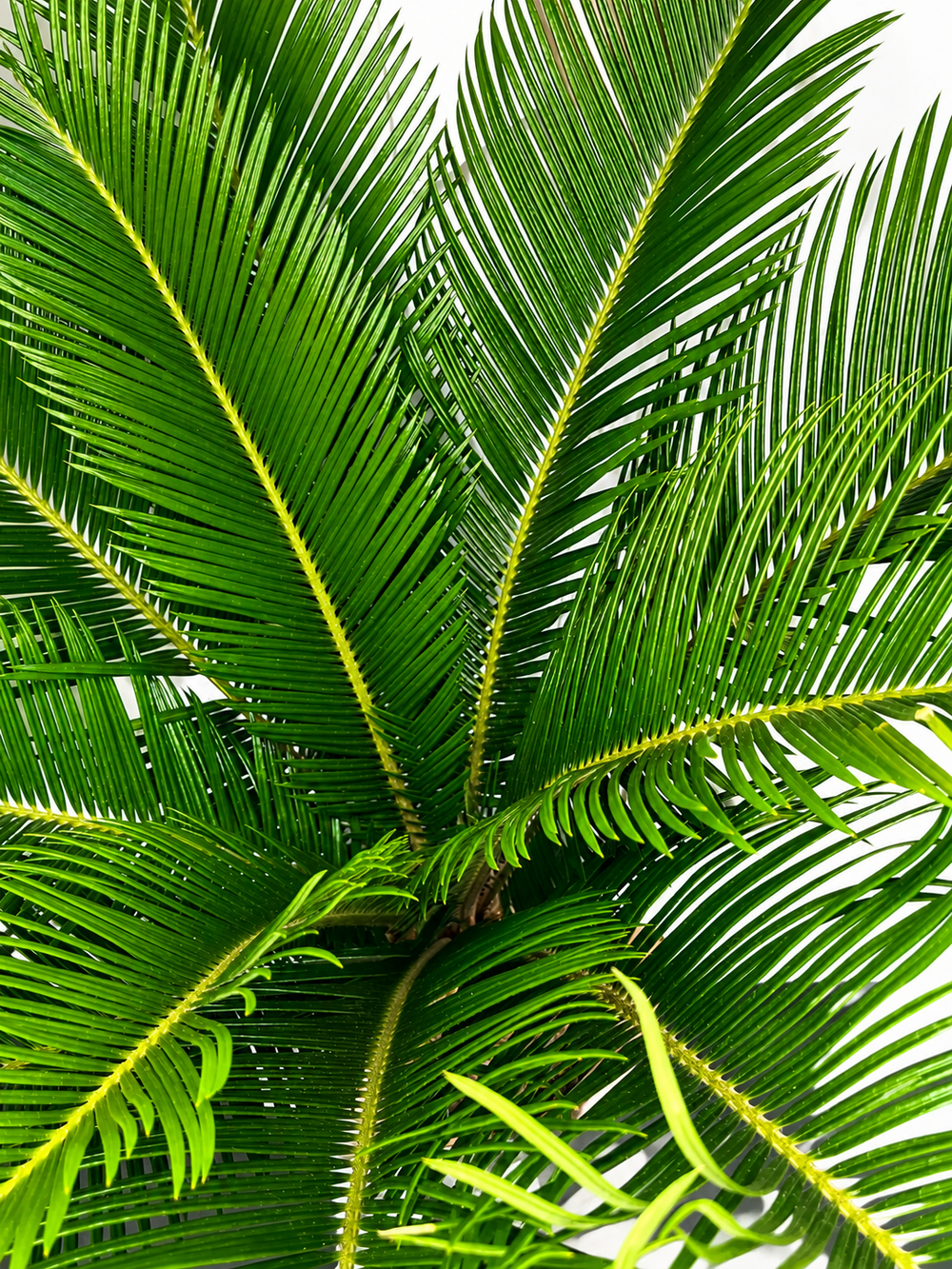 palm_leaves_lossless