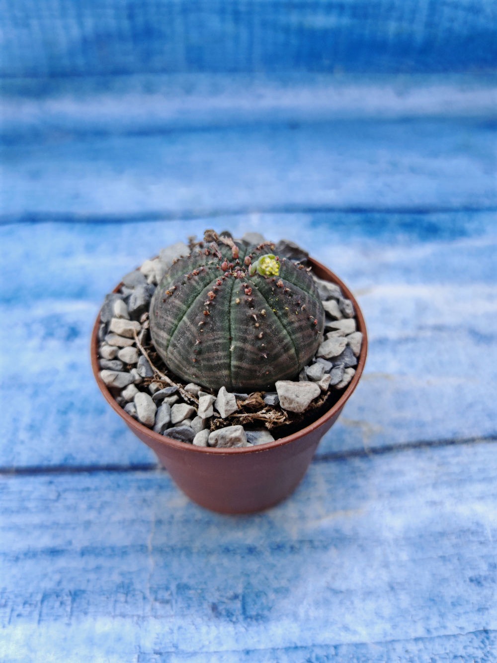 Euphorbia Obesa (Эуфорбия)