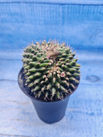 Gymnocalycium Spineless Crested form (Гимнокалициум)