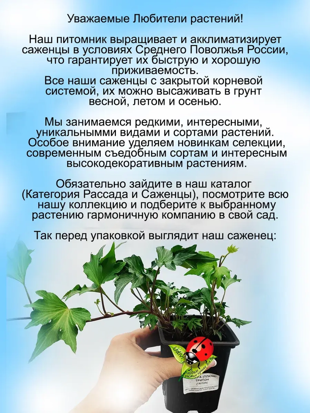 Хедера Тритон плющ