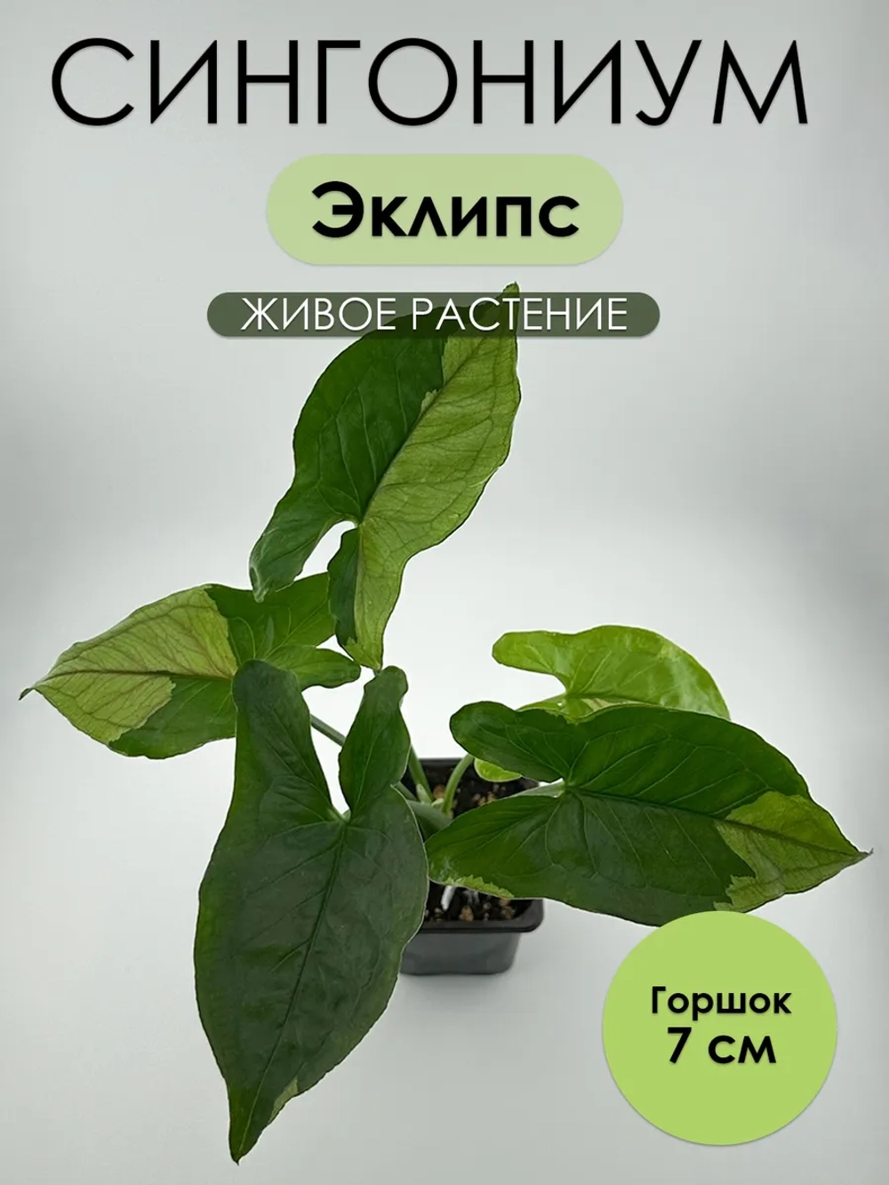 Сингониум Эклипс. Грин Эрроу Мутейшен