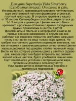 Петуния Виста Сильверберри Серебряная ягодка