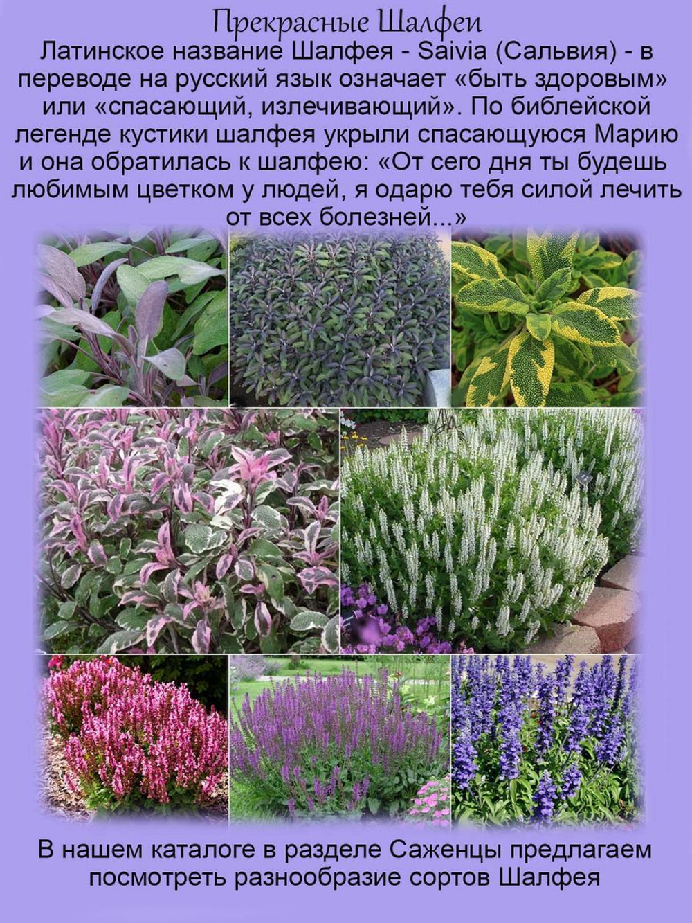Шалфей розовый Мерлоу Роуз Салвия многолетник