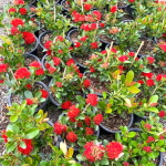 Ксантостемон красный – Xanthostemon red