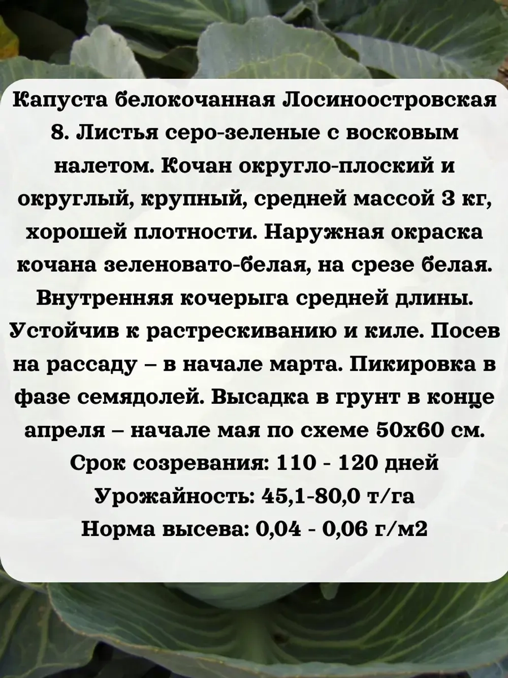 Семена капуста белокочанная Лосиноостровская 8 1 гр
