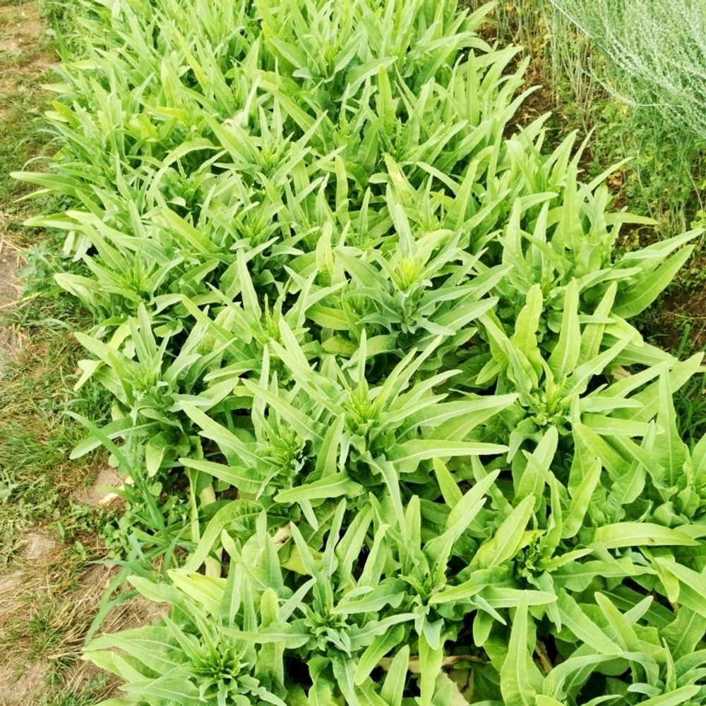 А Чой - Тайваньский Мечелистный Салат Yu Mai Tsai 油麦菜