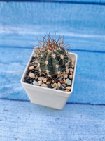 Melocactus Azureus (Мелокактус)