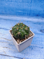 Gymnocalycium Orientale (Гимнокалициум)
