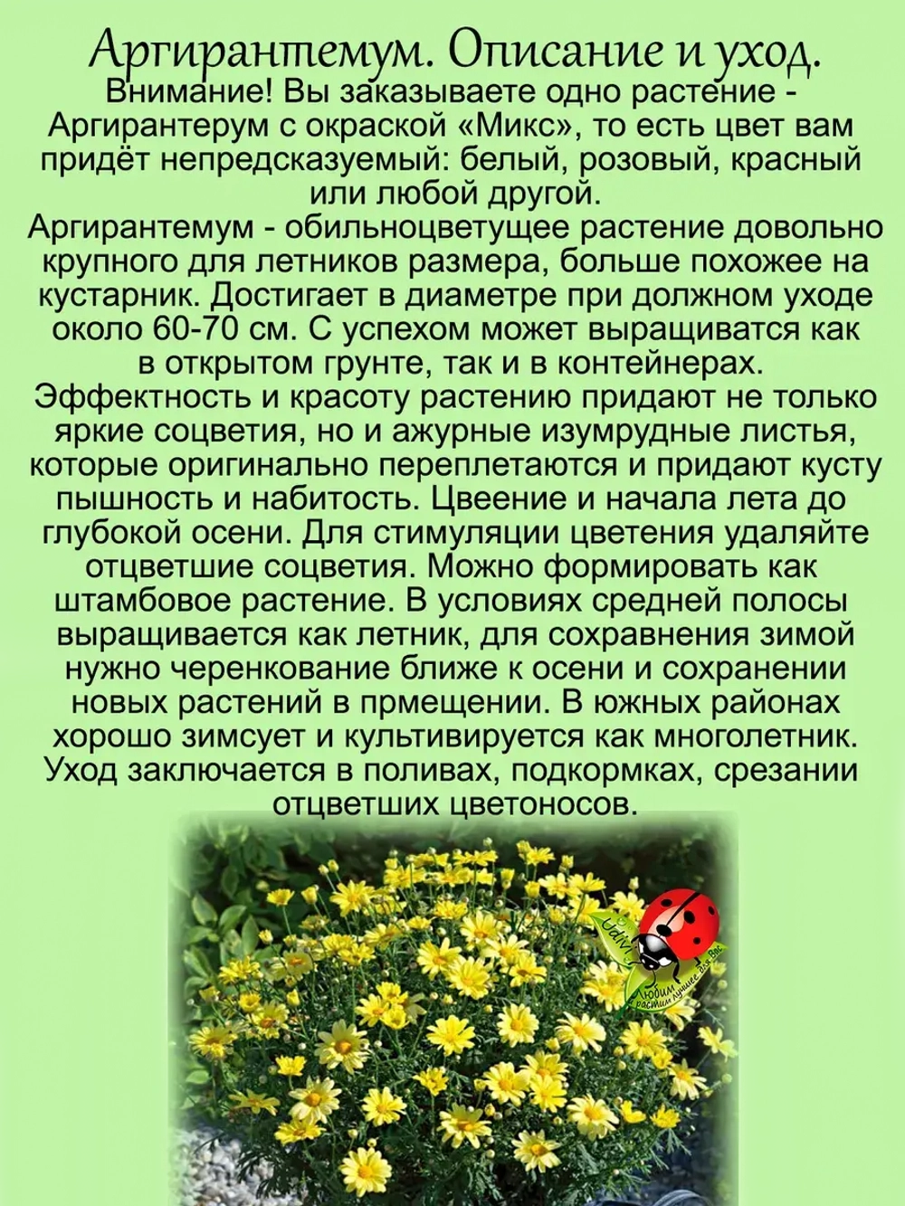 Аргирантемум Микс окрасок