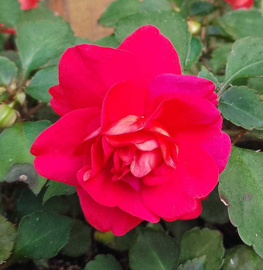 Бальзамин Fiesta Dark Red Rose укорененный черенок