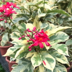 Ятрофа цельнокрайняя вар – Jatropha integerrima var (66)