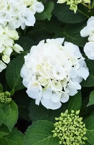 №17 Укорененный черенок Гортензия крупнолистовая ДОПИО БЬЯНКО (Hydrangea macrophylla 