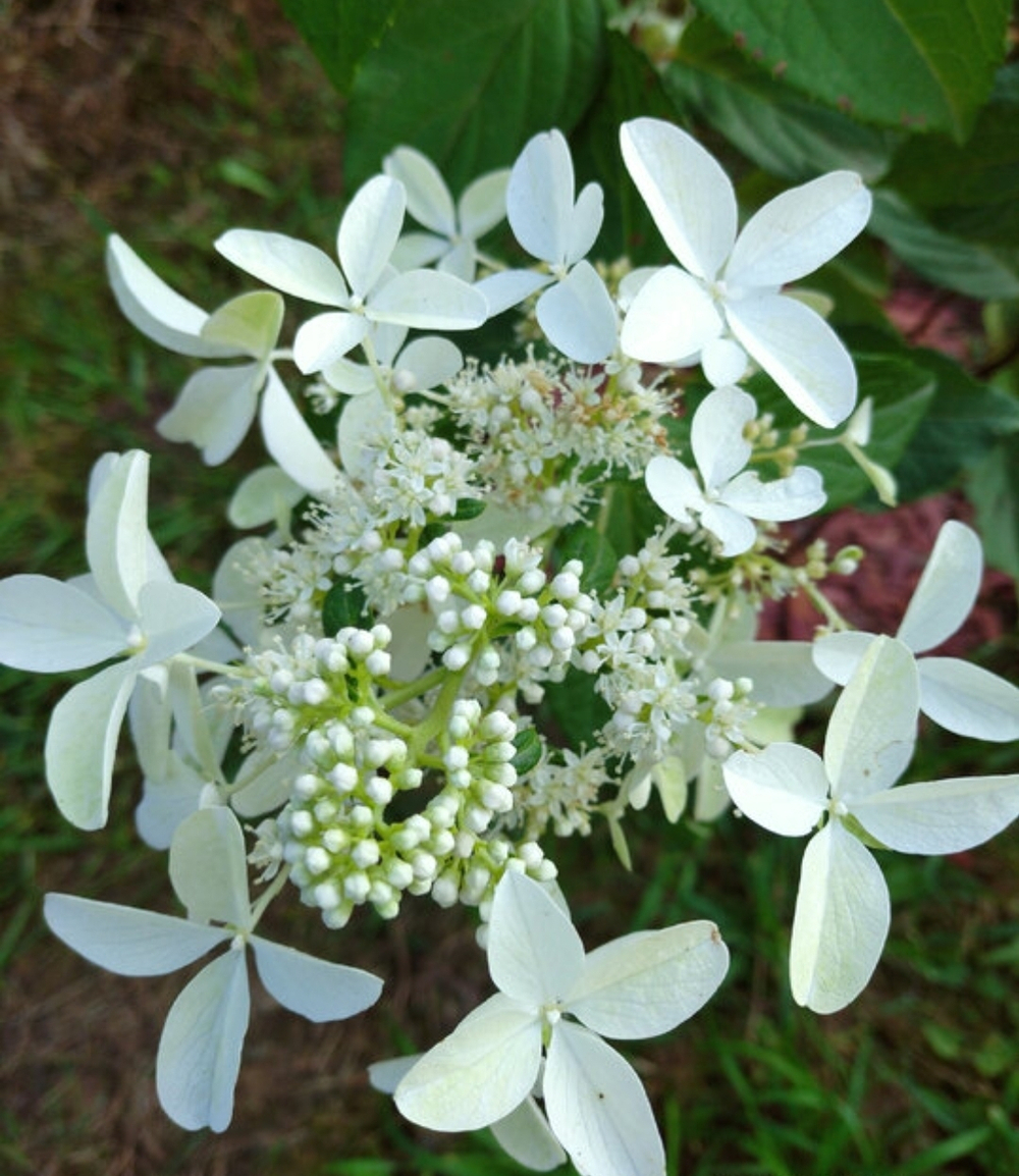 Гортензия метельчатая Стар Роуз- Звёздная Роза (Hydrangea paniculata `Star Rose`)
