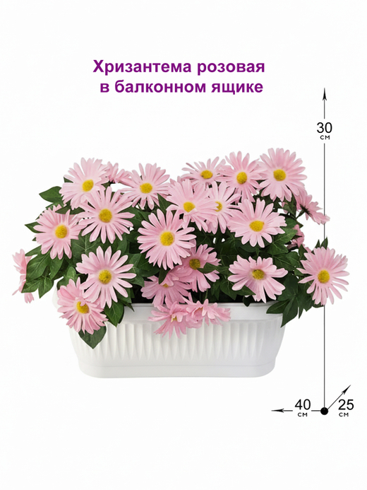 Хризантема розовая в балконном ящике