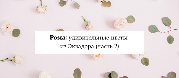 Розы: удивительные цветы из Эквадора (часть 2) Розы: удивительные цветы из Эквадора (часть 2)