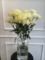 Хризантема в сливочном оттенке