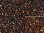 Кровля SHINGLE