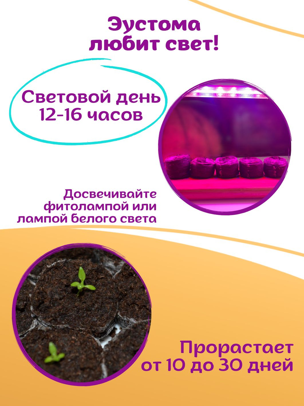 Семена Эустома высокорослая многолетняя Белая, Лизиантус комнатный + торфяные таблетки Jiffy в подарок, 5шт