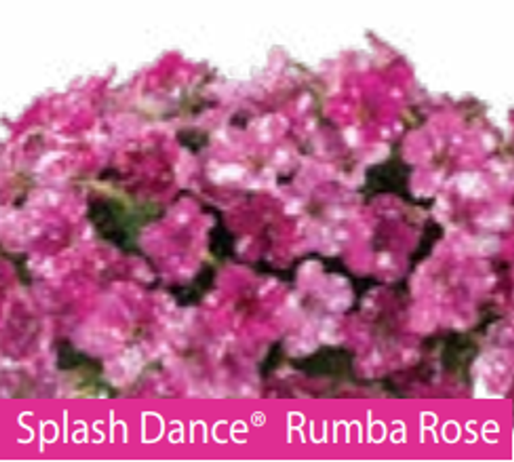 ЕВРО Петуния SPLASH DANCE Rumba Rose ЕВРО укорененный черенок начало января поставка 9