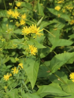 Семена Сильфия пронзеннолистная (Silphium perfoliatum) 10гр