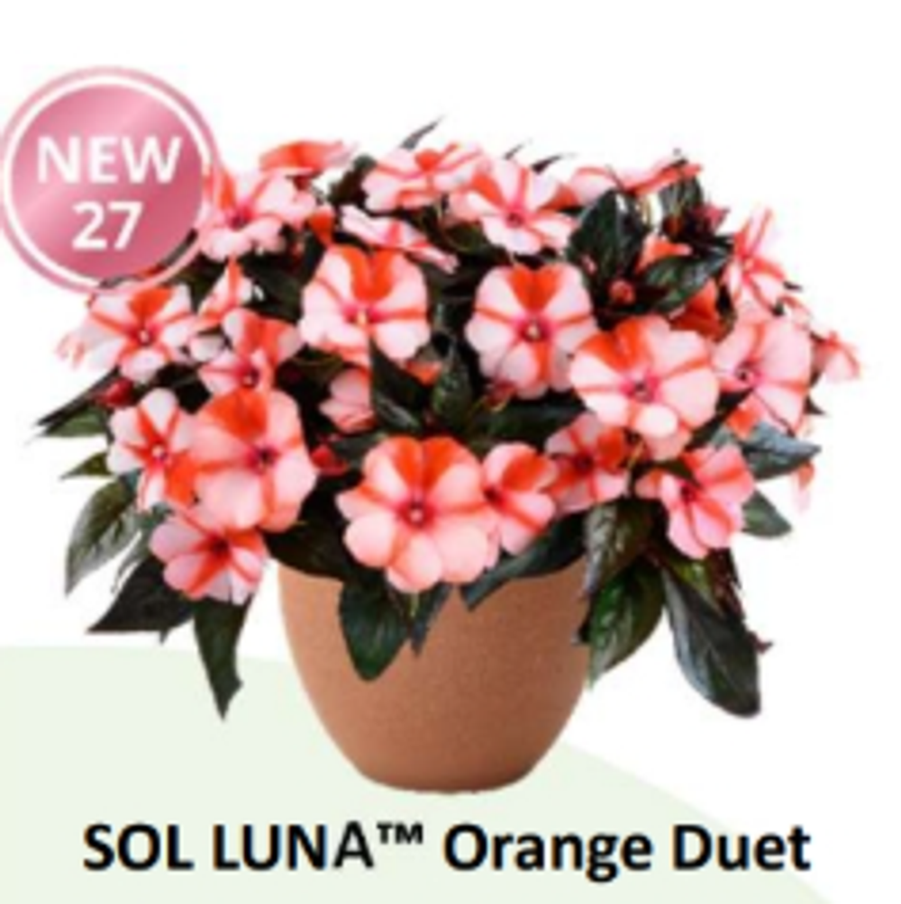 НОВИНКА 2027 ЕВРО Бальзамин Новогвинейский Sol-Luna Orange Duet укорененный ЕВРО черенок февраль поставка 11