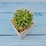 Mammillaria Longimamma (Маммилярия)