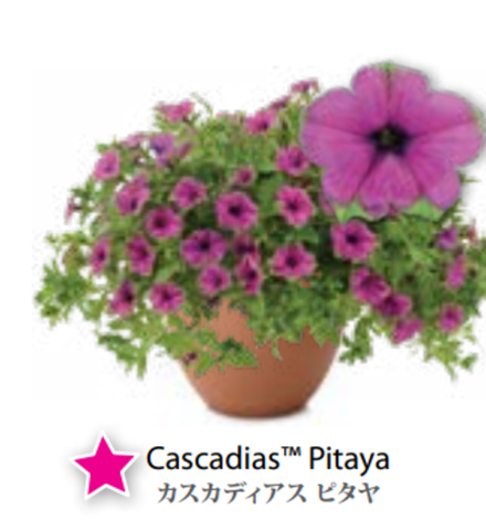 ЕВРО Петуния CASCADIAS Pitaya ЕВРО укорененный черенок начало января поставка 9