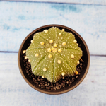 Astrophytum Asterias (Астрофитум)